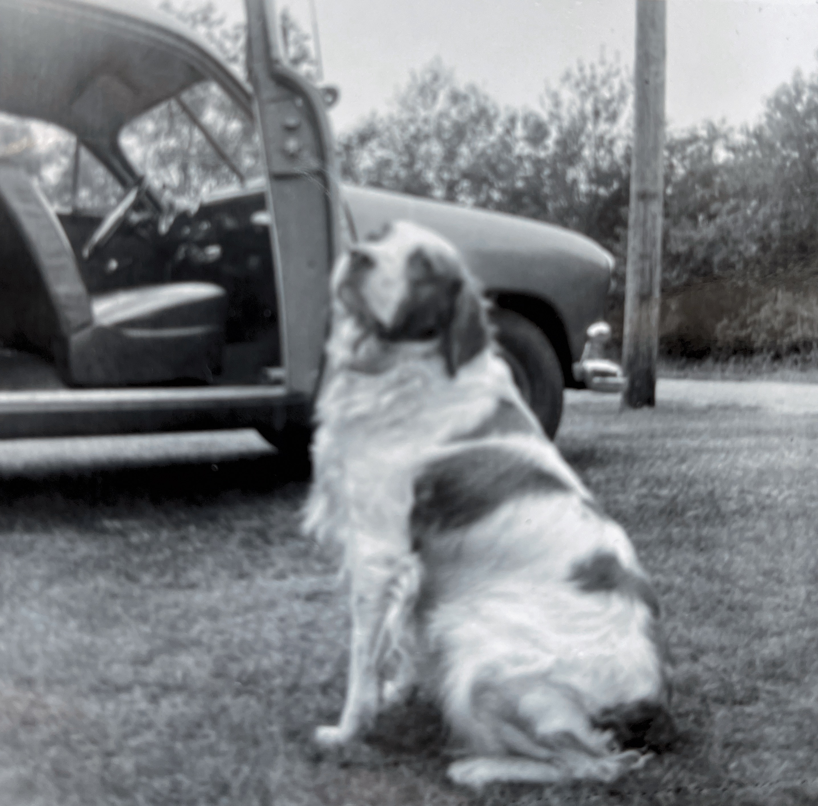 Brittany spaniel , “Tor”Summer of 1956 